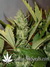 Auto Pineapple Express fem (Ананасовый экспресс) - автоцветущие феминизированные семена конопли от Fast Buds