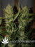 Auto Pineapple Express fem (Ананасовый экспресс) - автоцветущие феминизированные семена конопли от Fast Buds
