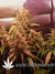 Auto Pineapple Express fem (Ананасовый экспресс) - автоцветущие феминизированные семена конопли от Fast Buds