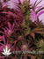 Auto Pineapple Express fem (Ананасовый экспресс) - автоцветущие феминизированные семена конопли от Fast Buds