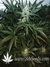 Auto Pineapple Express fem (Ананасовый экспресс) - автоцветущие феминизированные семена конопли от Fast Buds