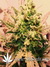 Auto Pineapple Express fem (Ананасовый экспресс) - автоцветущие феминизированные семена конопли от Fast Buds