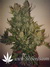 Auto Pineapple Express fem (Ананасовый экспресс) - автоцветущие феминизированные семена конопли от Fast Buds