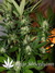 Auto Pineapple Express fem (Ананасовый экспресс) - автоцветущие феминизированные семена конопли от Fast Buds