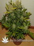 Auto Pineapple Express fem (Ананасовый экспресс) - автоцветущие феминизированные семена конопли от Fast Buds