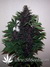 Auto Purple Kush fem новый 100% автоцветущий фиолетовый сорт от Buddha Seeds.