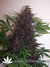 Auto Purple Kush fem новый 100% автоцветущий фиолетовый сорт от Buddha Seeds.