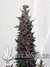 Auto Purple Kush fem новый 100% автоцветущий фиолетовый сорт от Buddha Seeds.
