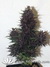 Auto Purple Kush fem новый 100% автоцветущий фиолетовый сорт от Buddha Seeds.