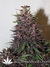 Auto Purple Kush fem новый 100% автоцветущий фиолетовый сорт от Buddha Seeds.