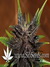 Auto Purple Kush fem новый 100% автоцветущий фиолетовый сорт от Buddha Seeds.