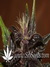 Auto Purple Kush fem новый 100% автоцветущий фиолетовый сорт от Buddha Seeds.