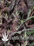 Auto Purple Kush fem новый 100% автоцветущий фиолетовый сорт от Buddha Seeds.