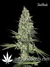 Auto Rhino Ryder fem - автоцветущие феминизированные семена конопли от Fast Buds