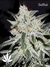 Auto Rhino Ryder fem - автоцветущие феминизированные семена конопли от Fast Buds