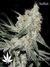Auto Rhino Ryder fem - автоцветущие феминизированные семена конопли от Fast Buds