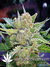 Auto Rhino Ryder fem - автоцветущие феминизированные семена конопли от Fast Buds