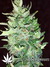 Auto Rhino Ryder fem - автоцветущие феминизированные семена конопли от Fast Buds