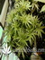 Auto Stardawg fem - автоцветущие феминизированные семена конопли от Fast Buds