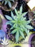 Auto Stardawg fem - автоцветущие феминизированные семена конопли от Fast Buds