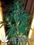 Auto Stardawg fem - автоцветущие феминизированные семена конопли от Fast Buds