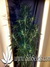 Auto Stardawg fem - автоцветущие феминизированные семена конопли от Fast Buds
