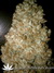 Auto Wappa fem - семена конопли от Paradise Seeds