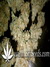Auto Wappa fem - семена конопли от Paradise Seeds