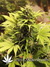 Auto White Dwarf fem автоцветущий сорт от Buddha Seeds.