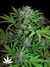 Auto White Dwarf fem автоцветущий сорт от Buddha Seeds.