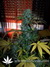 Auto White Dwarf fem автоцветущий сорт от Buddha Seeds.