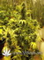 Auto White Dwarf fem автоцветущий сорт от Buddha Seeds.