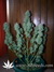 Auto White Dwarf fem автоцветущий сорт от Buddha Seeds.