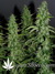 Auto White Widow fem - автофеминизированные семена конопли от Dutch Passion