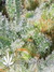 Auto White Widow fem - автофеминизированные семена конопли от Dutch Passion