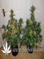 Auto White Widow fem - автофеминизированные семена конопли от Dutch Passion