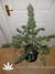 Auto White Widow fem - автофеминизированные семена конопли от Dutch Passion