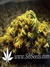 Auto White Widow fem - автофеминизированные семена конопли от Dutch Passion