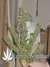 Auto White Widow fem - семена конопли от Green House Seeds