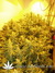 Auto White Widow fem - семена конопли от Green House Seeds