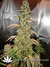 AutoXtreme fem - автофеминизированные семена конопли от Dutch Passion
