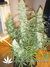 AutoXtreme fem - автофеминизированные семена конопли от Dutch Passion