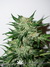 AutoXtreme fem - автофеминизированные семена конопли от Dutch Passion