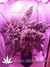 AutoXtreme fem - автофеминизированные семена конопли от Dutch Passion
