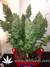 AutoXtreme fem - автофеминизированные семена конопли от Dutch Passion
