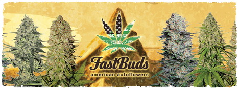 Новинки от Fast Buds - самые востребованные автоцветущие феминизированные сорта. Успей купить. Идеальное решение для открытого грунта, балкона и бокса