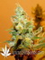 Paradise Seeds / Belladonna - семена конопли от Paradise Seeds