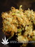 Paradise Seeds / Belladonna - семена конопли от Paradise Seeds