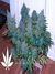 Paradise Seeds / Belladonna - семена конопли от Paradise Seeds