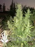 Paradise Seeds / Belladonna - семена конопли от Paradise Seeds
